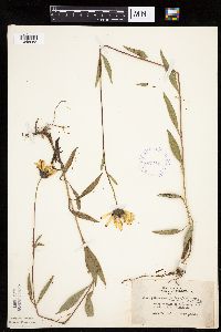 Helianthus pauciflorus subsp. pauciflorus image