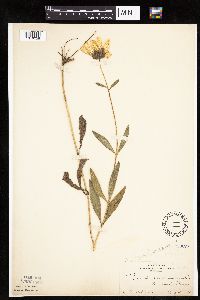 Helianthus pauciflorus image