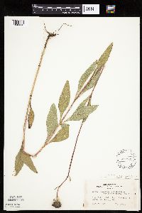 Helianthus pauciflorus image