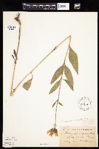 Helianthus pauciflorus image