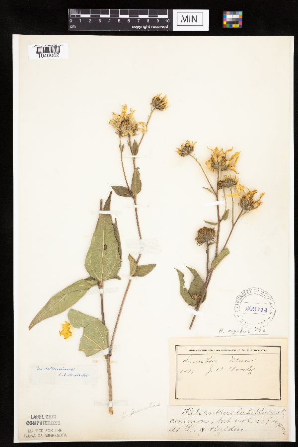 Helianthus pauciflorus image