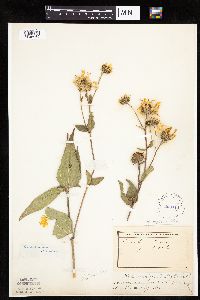 Helianthus pauciflorus subsp. pauciflorus image