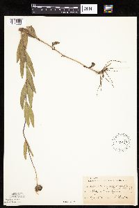 Helianthus pauciflorus image