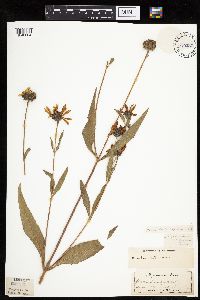 Helianthus pauciflorus image