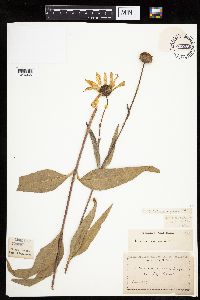 Helianthus pauciflorus subsp. pauciflorus image