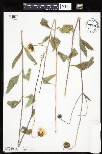 Helianthus pauciflorus image