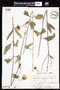 Helianthus pauciflorus image