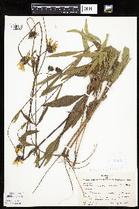 Helianthus pauciflorus subsp. pauciflorus image