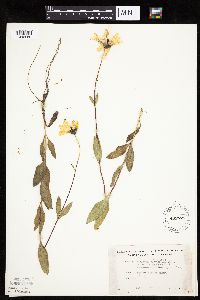 Helianthus pauciflorus subsp. pauciflorus image