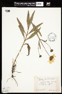 Helianthus pauciflorus image