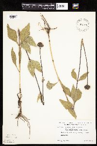 Helianthus pauciflorus image