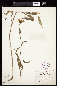 Helianthus pauciflorus image