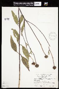 Helianthus pauciflorus image