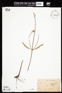 Helianthus pauciflorus image