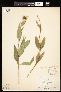 Helianthus pauciflorus image