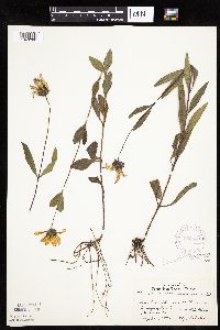 Helianthus pauciflorus image