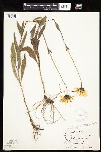 Helianthus pauciflorus image