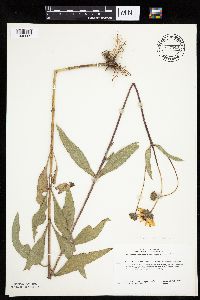 Helianthus pauciflorus image