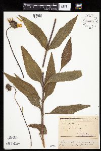 Helianthus pauciflorus image