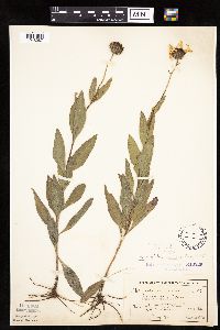 Helianthus pauciflorus image