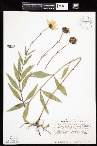 Helianthus pauciflorus image