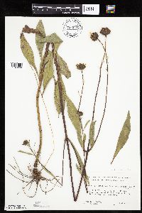 Helianthus pauciflorus subsp. pauciflorus image