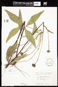 Helianthus pauciflorus image