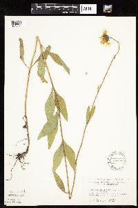 Helianthus pauciflorus image