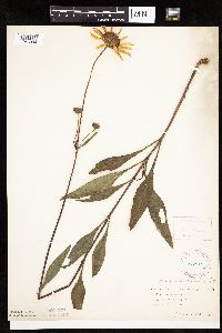 Helianthus pauciflorus subsp. pauciflorus image