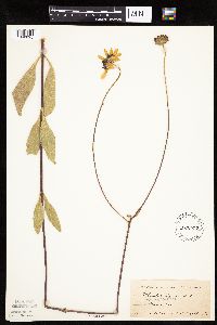 Helianthus pauciflorus image