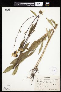 Helianthus pauciflorus image