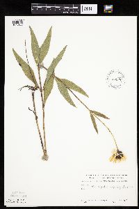 Helianthus pauciflorus image