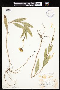 Helianthus pauciflorus image