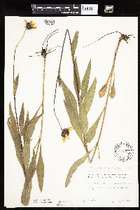 Helianthus pauciflorus subsp. pauciflorus image