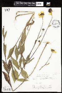 Helianthus pauciflorus image