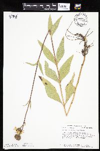 Helianthus pauciflorus subsp. pauciflorus image