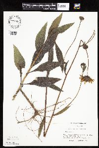 Helianthus pauciflorus image