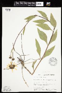 Helianthus pauciflorus subsp. pauciflorus image