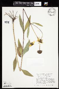 Helianthus pauciflorus subsp. pauciflorus image