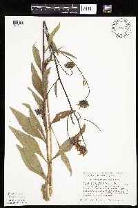 Helianthus pauciflorus image