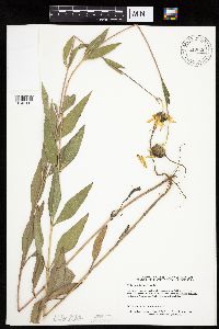 Helianthus pauciflorus image