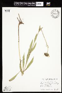 Helianthus pauciflorus subsp. pauciflorus image