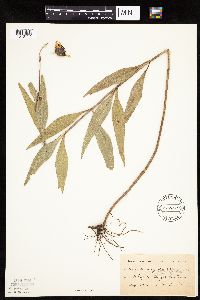 Helianthus pauciflorus image