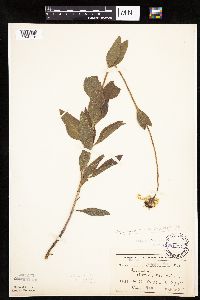 Helianthus pauciflorus image