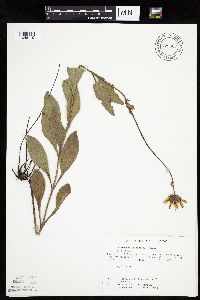 Helianthus pauciflorus image