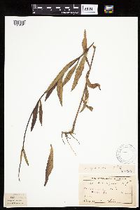 Helianthus pauciflorus image