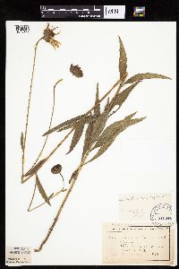 Helianthus pauciflorus subsp. pauciflorus image