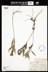 Helianthus pauciflorus image