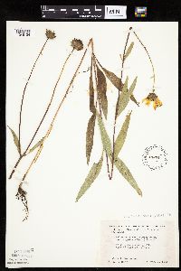 Helianthus pauciflorus subsp. pauciflorus image