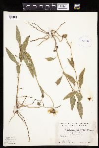Helianthus pauciflorus image